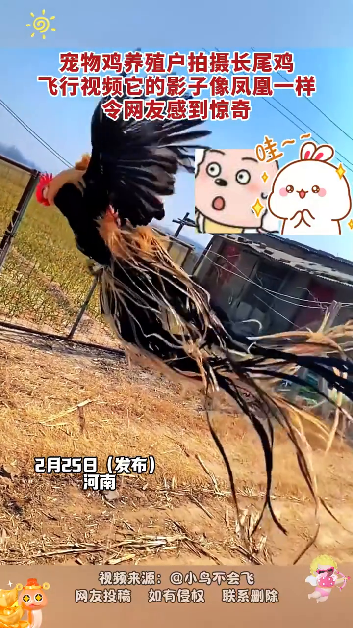 长尾鸡飞行影子像凤凰