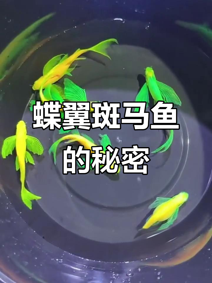 这种斑马鱼美丽又温和,繁殖轻松,随便养就能爆缸
