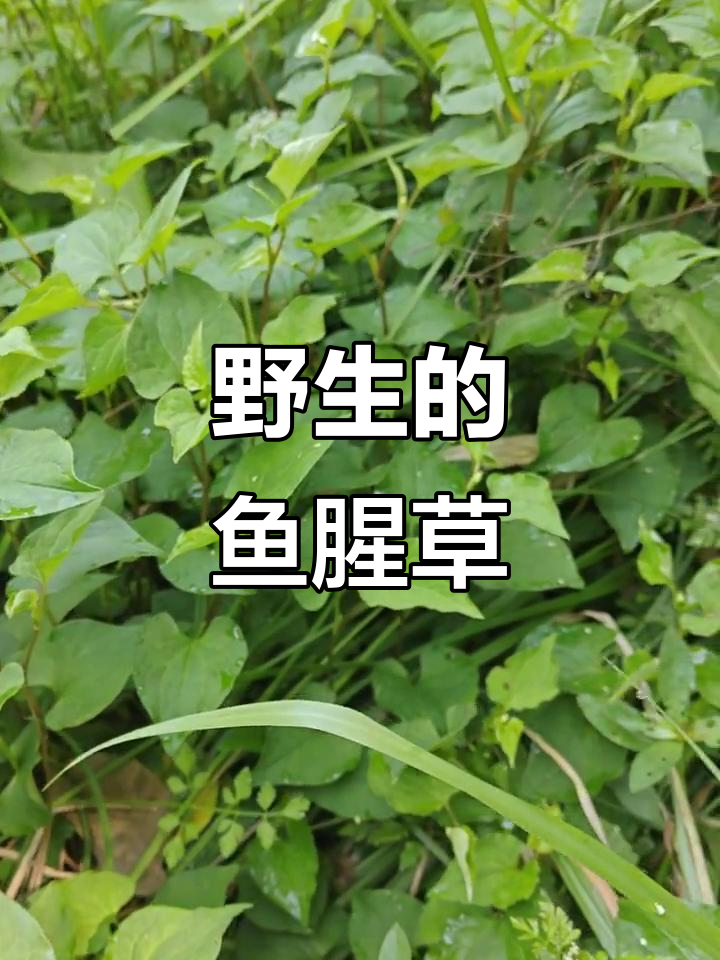野生鱼腥草开花前,新鲜与晒干的选择