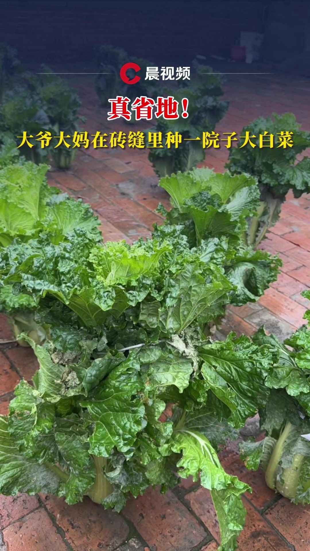 真省地!大爷大妈在砖缝里种一院子大白菜:连续种几年了,在砖缝里播白菜籽就可以