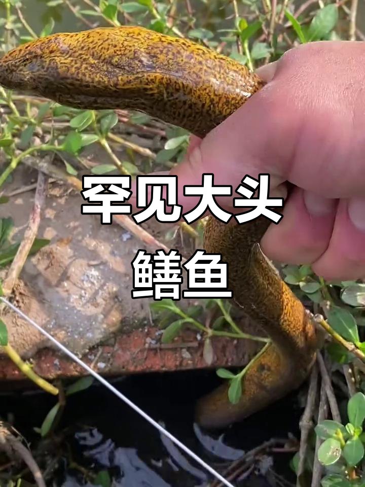 农村钓鳝鱼，发现一条头大身细的奇特品种