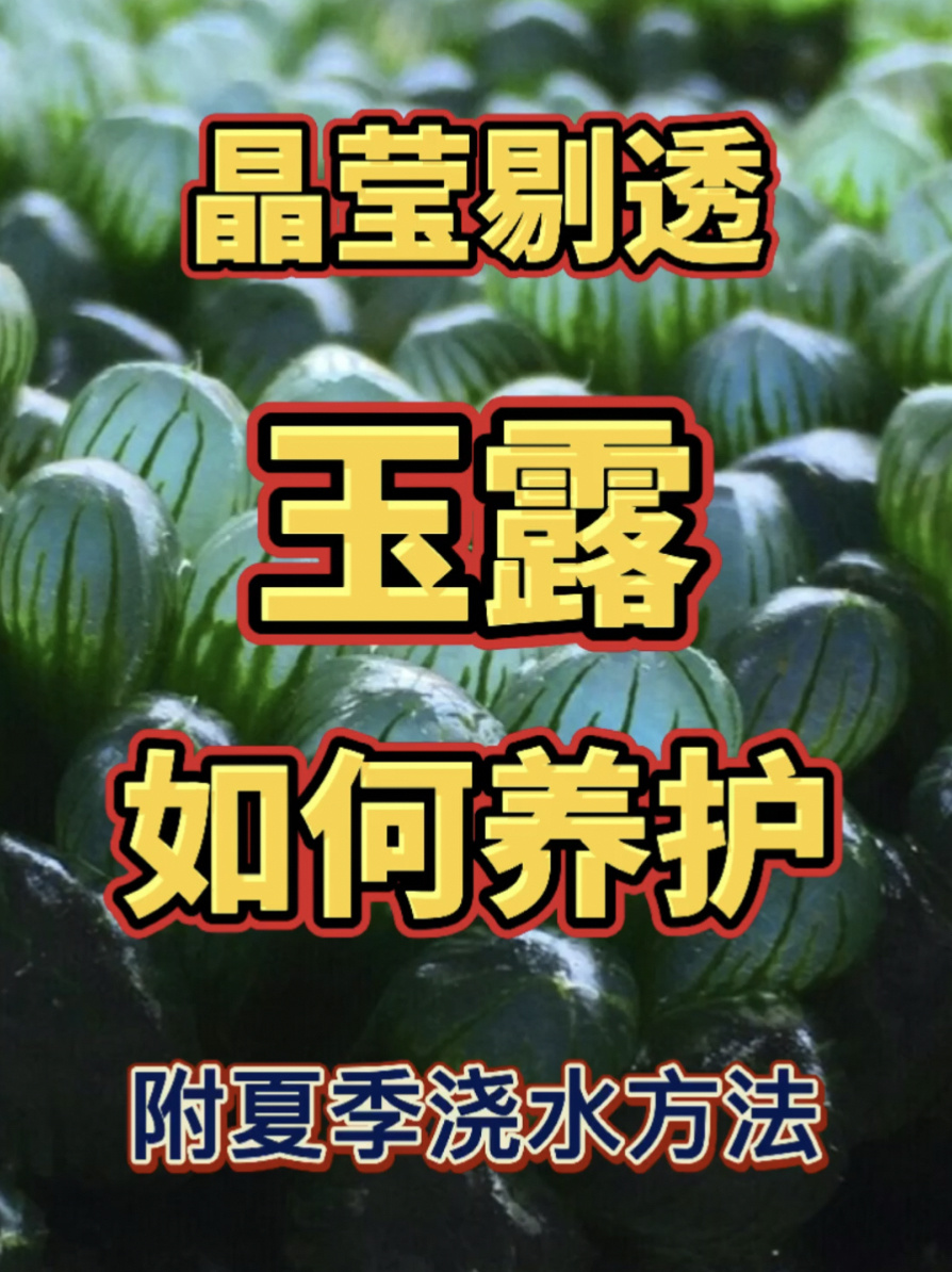 「多肉养护」玉露的正确养护方法