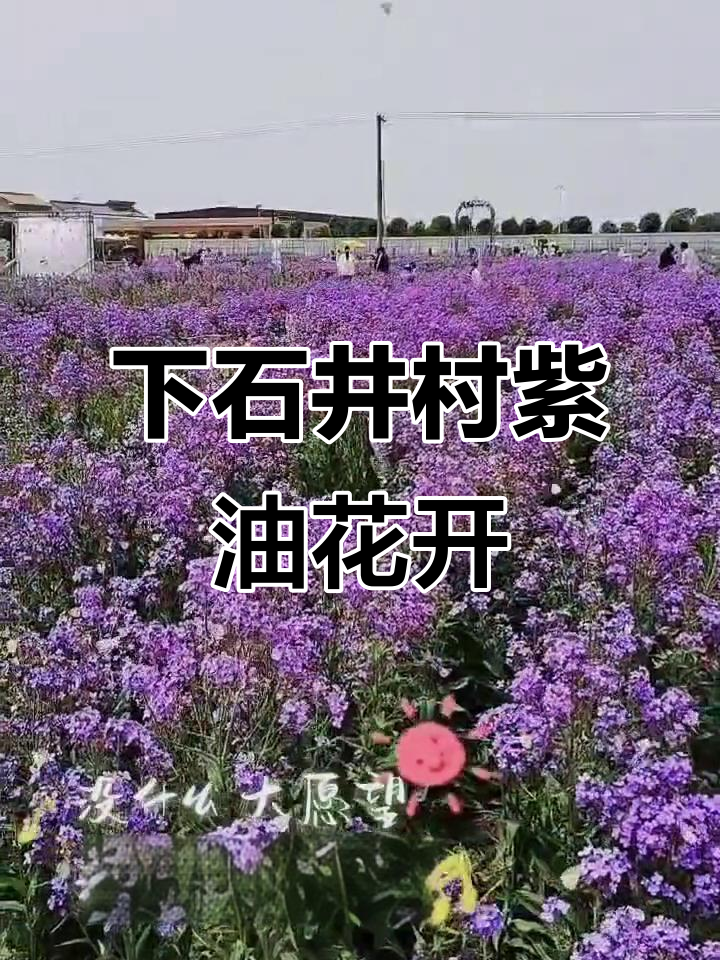 温县下石井村紫色油菜花盛开，浪漫风景让人心醉