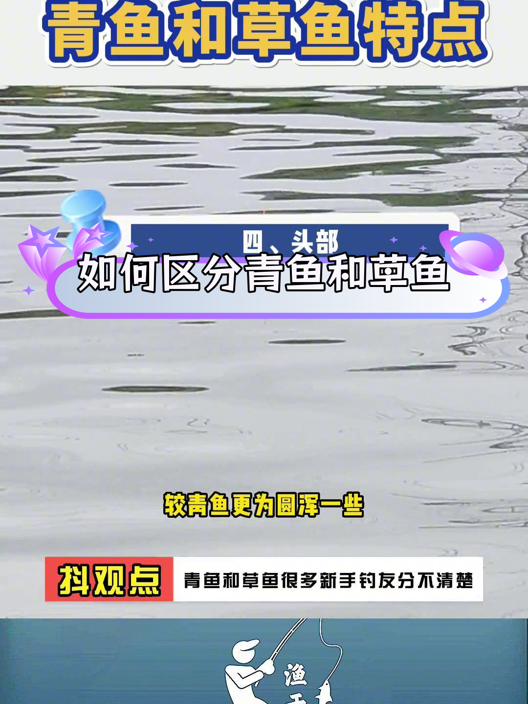 青鱼与草鱼的四大区别,新手必看