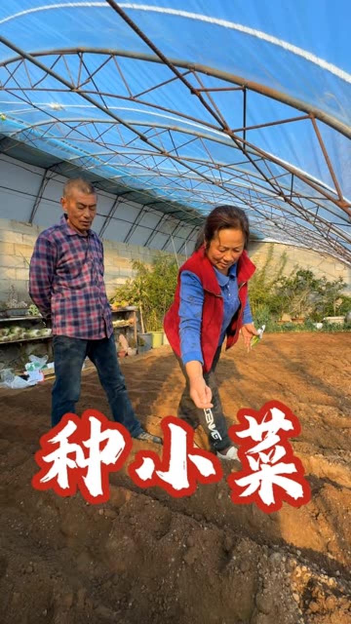 冬天俺家的小菜棚开始种菜了