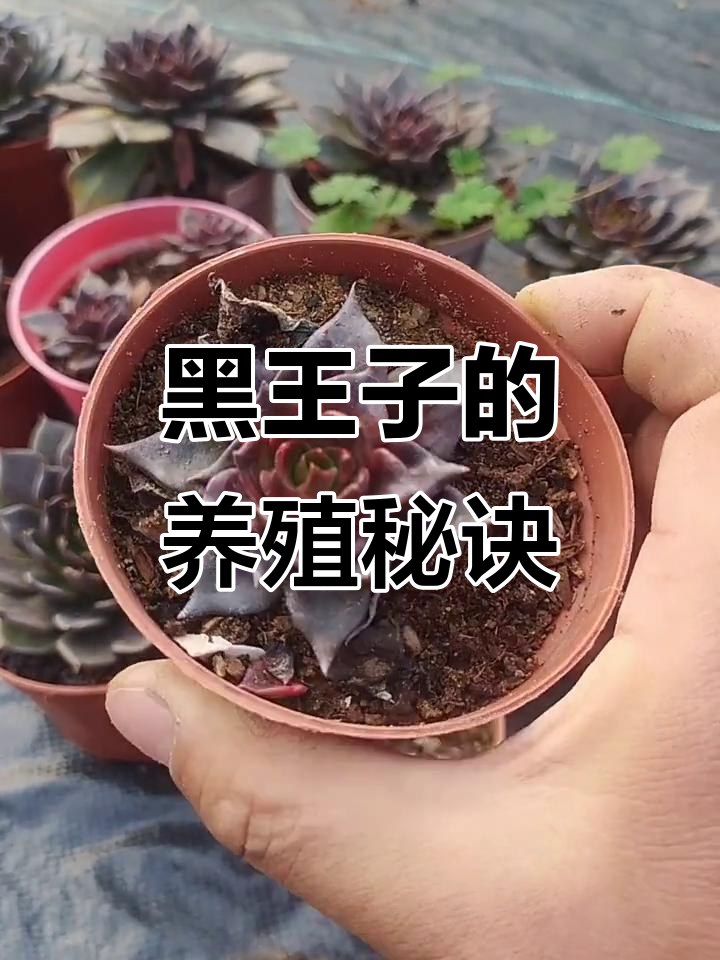 黑王子多肉植物养护技巧,轻松学会控养方法