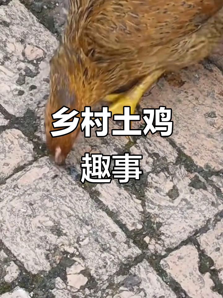 农村散养土鸡的搞笑日常,看这只“调皮”的小家伙