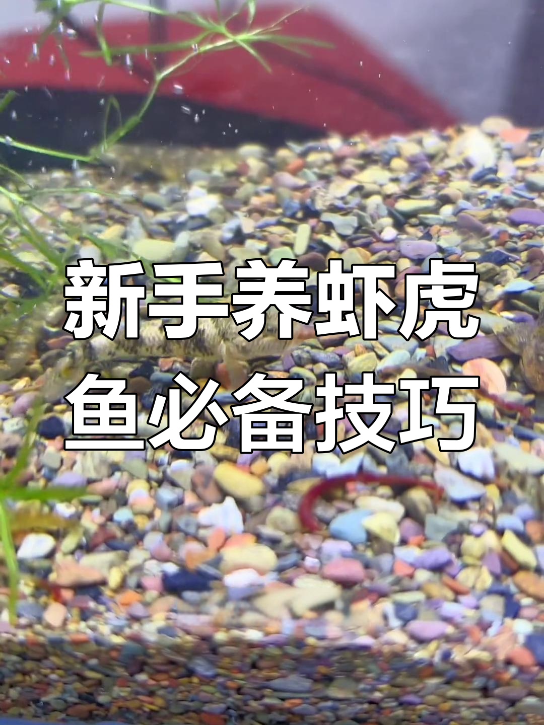虾虎鱼不吃饲料?试试红虫喂养