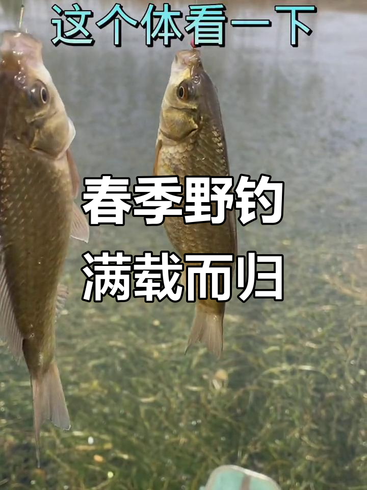 尹家庄道口钓鱼大丰收,四米半杆子钓获满满