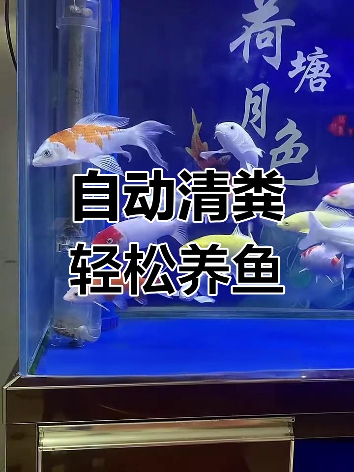 鱼缸清理大揭秘:自动吸便与过滤分离