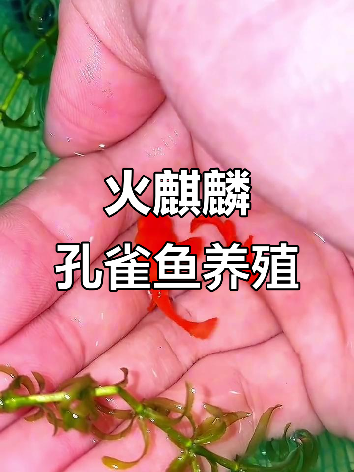 鸿运当头火麒麟孔雀鱼,日常养护全纪录