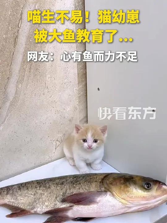 喵生不易！猫幼崽被大鱼教育了……网友：心有鱼而力不足