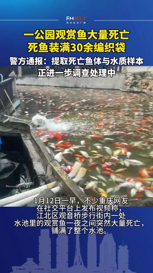 一公园观赏鱼大量死亡,死鱼装满30余编织袋