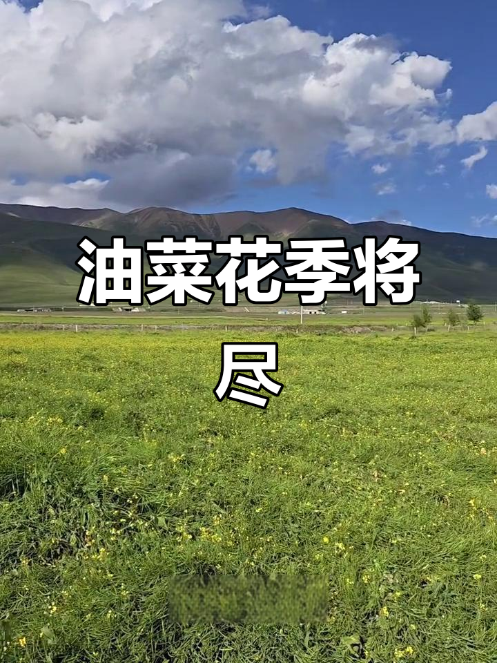 8月，门源油菜花渐谢，想看的朋友赶紧行动！