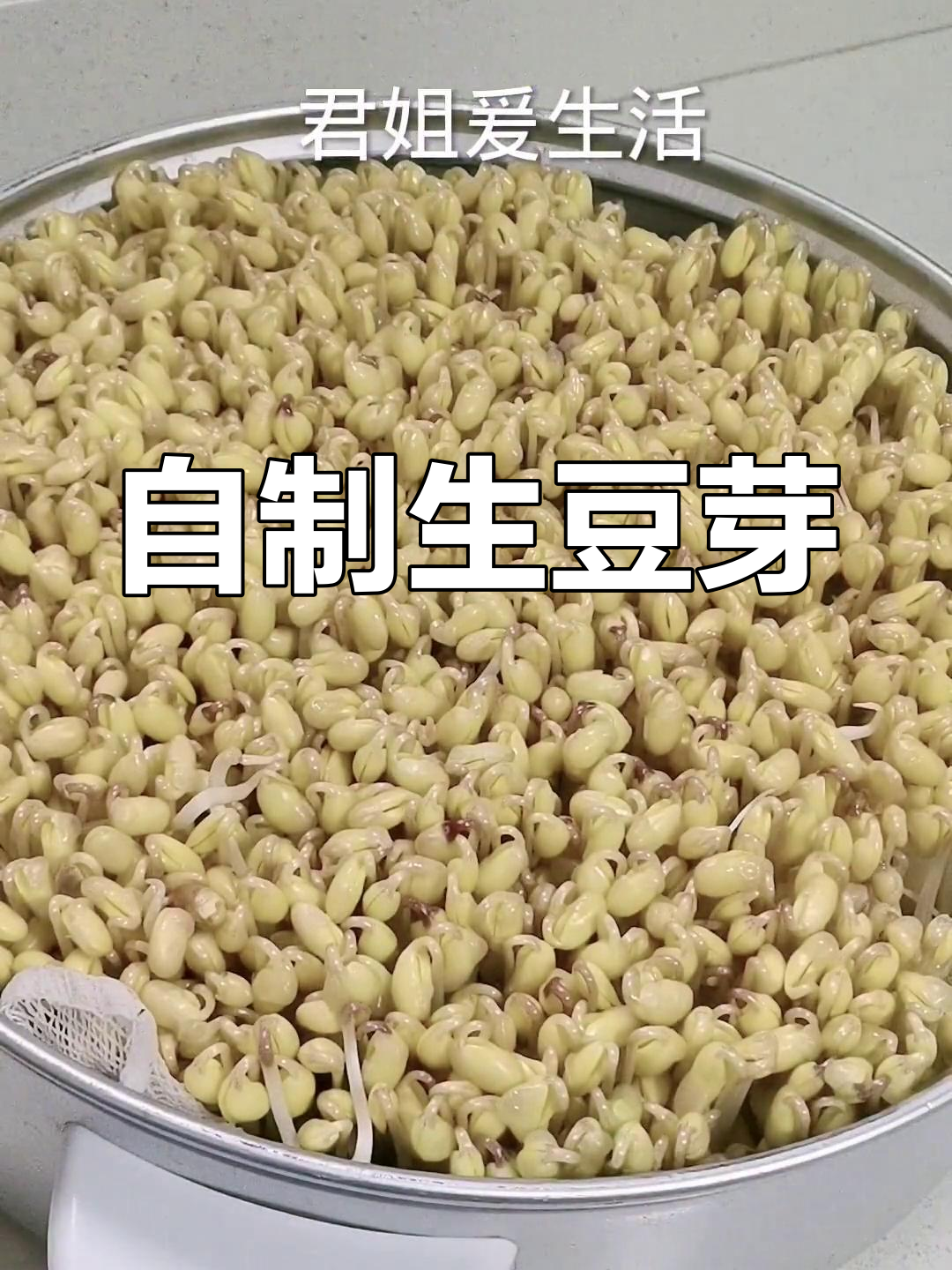 用蒸屉自制豆芽,轻松学会