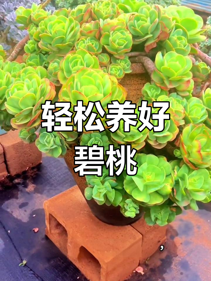 碧桃多肉养护全攻略