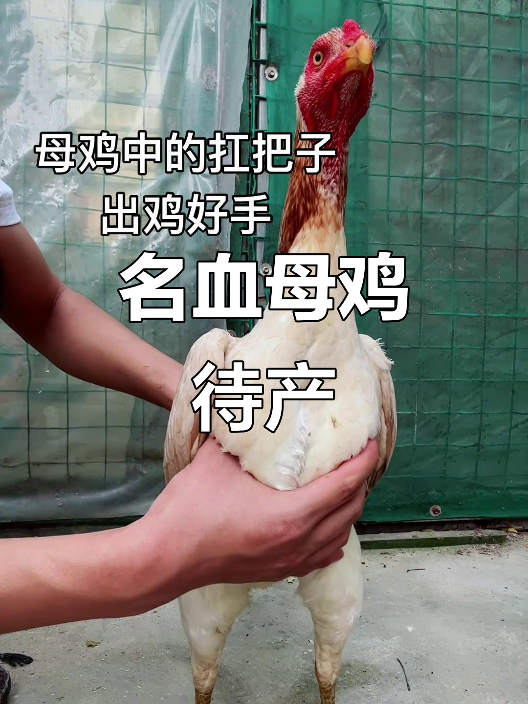 5斤嫩母鸡,即将下蛋,名血之女展现斗鸡风采