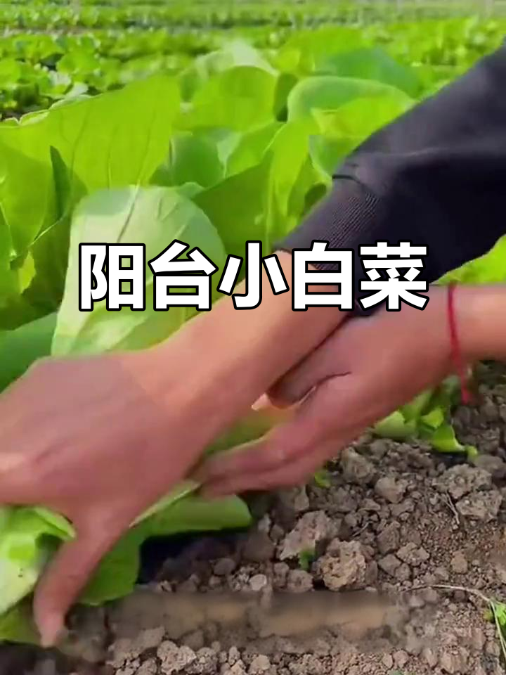小白菜快速生长,阳台四季种植,省时又方便!