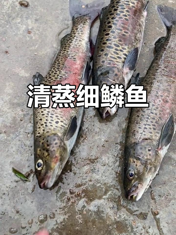 细鳞鱼清蒸技巧：缺氧时颜色变深，鲜美无比