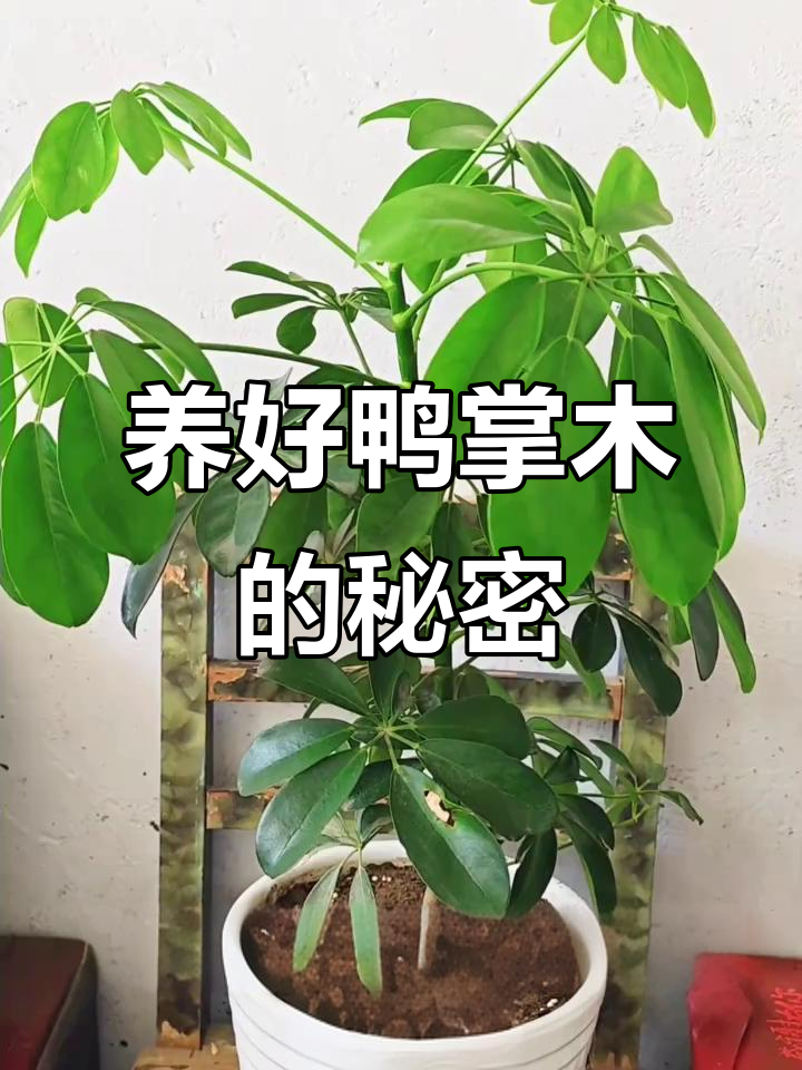 鸭掌木如何养出油亮叶片？阴着养护秘诀大公开