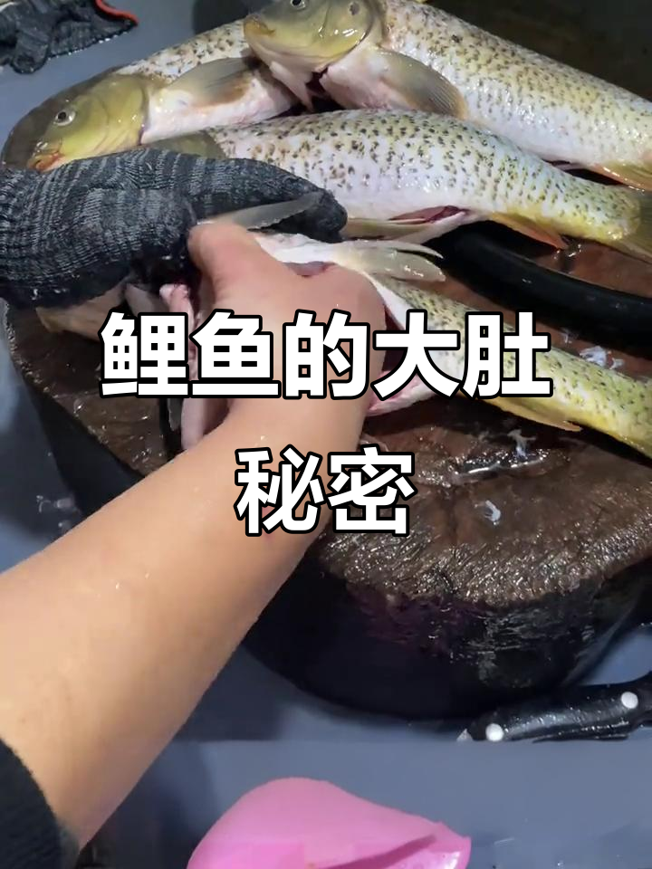 大肚子鲤鱼,白色物质其实是精腺,并非脂肪或油