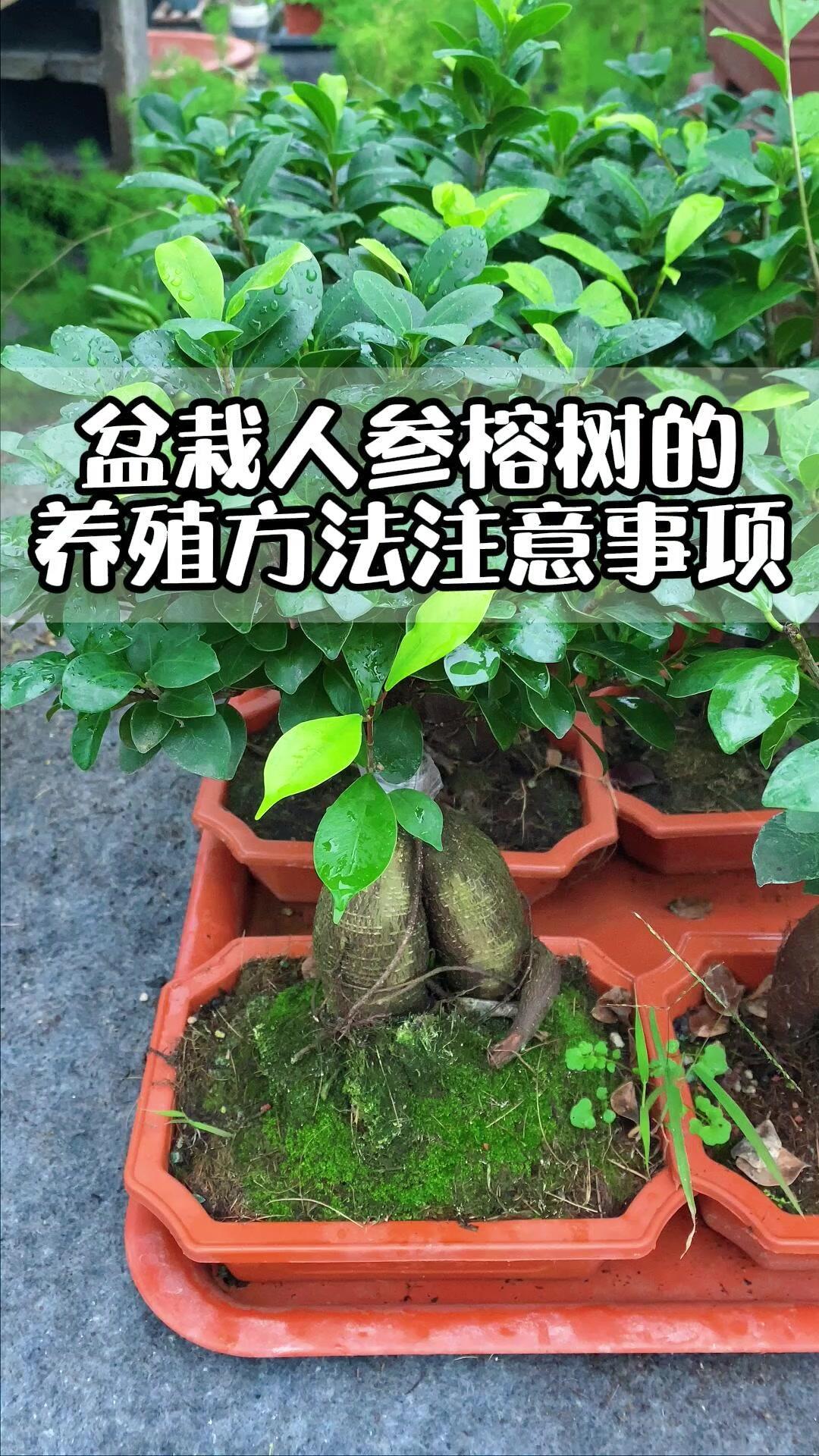 盆栽人参榕树的养殖方法