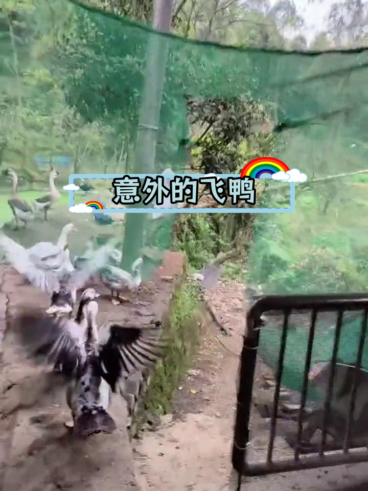 番鸭飞行意外,担心撞到障碍物