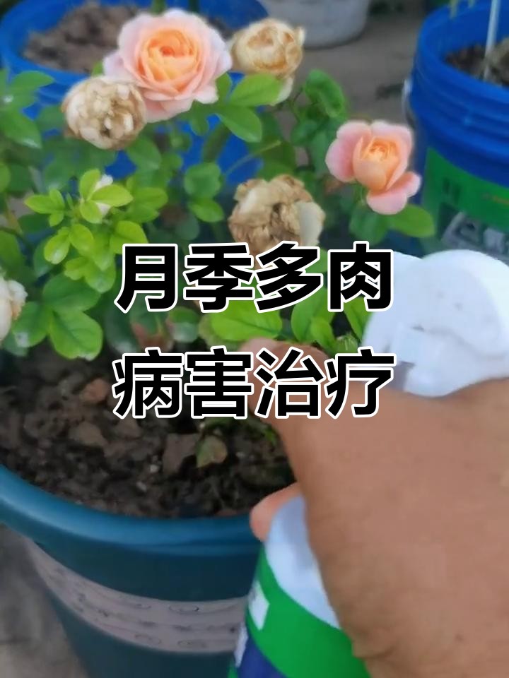 月季多肉常见病害与防治技巧,夏季高发白粉病和黑斑病的应对方法