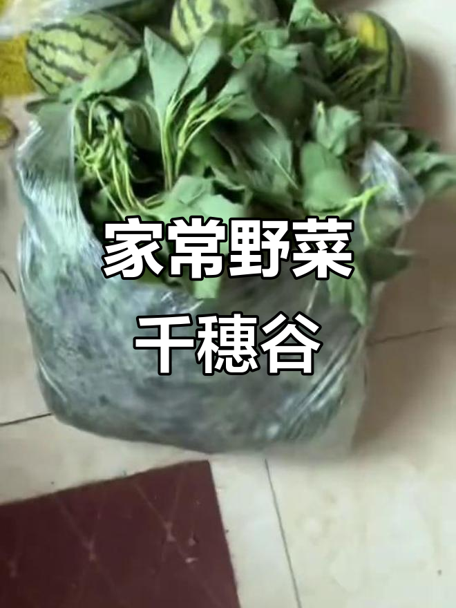 河北家常便饭:野菜千穗谷,绿色美味全搞定
