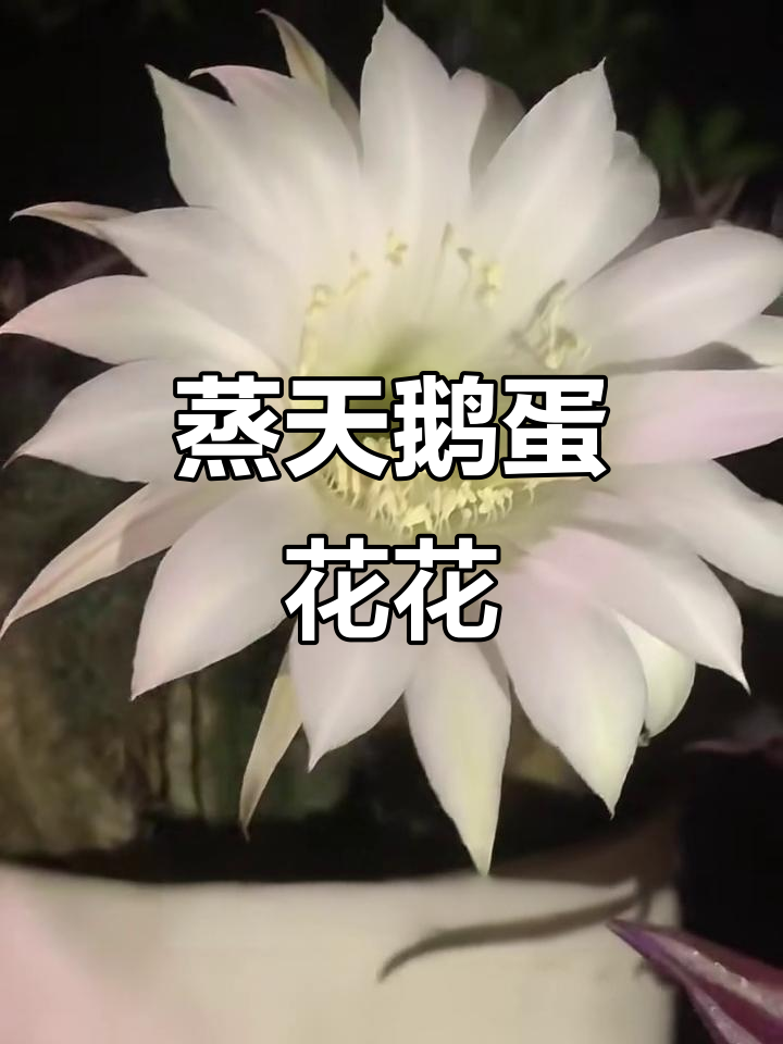 天鹅蛋花花期短暂，蒸个蛋花庆祝它的美丽
