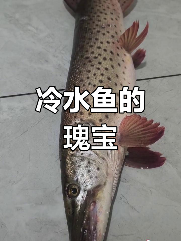 黑斑狗鱼,乌苏里江的珍品,肉质鲜美无刺