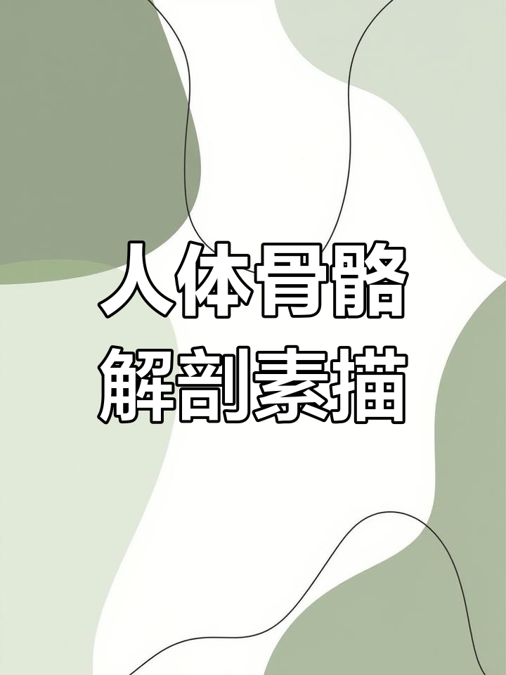人体骨骼解剖素描:从胸廓到骨盆的细致解析