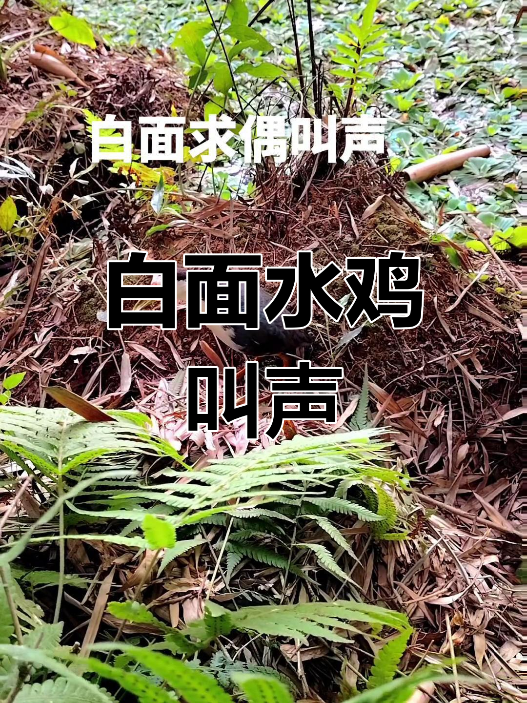 春季白面水鸡求偶叫声,高清实拍
