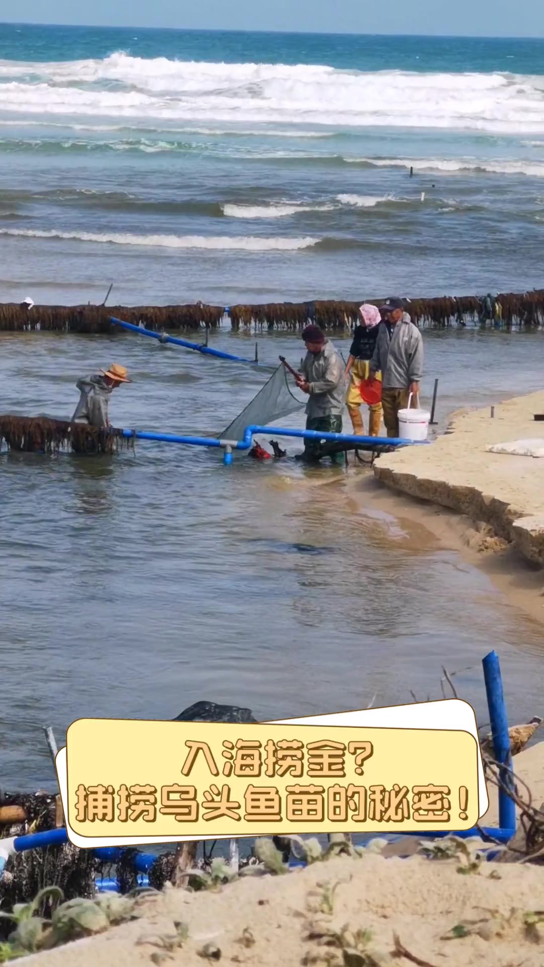 入海捞金?捕捞乌头鱼苗的秘密!