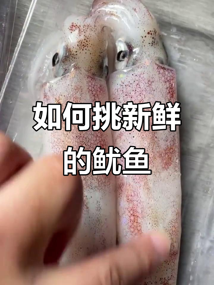 挑选鱿鱼的技巧,教你如何选到新鲜又好吃的!
