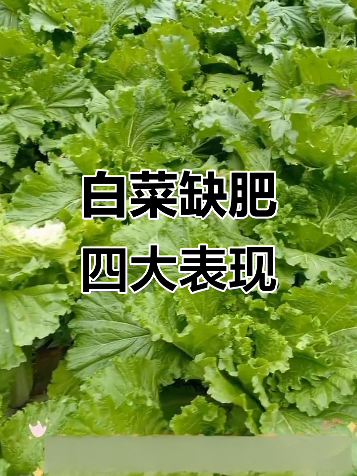 大白菜缺肥症状全解析:钙磷氮钾哪个最重要?