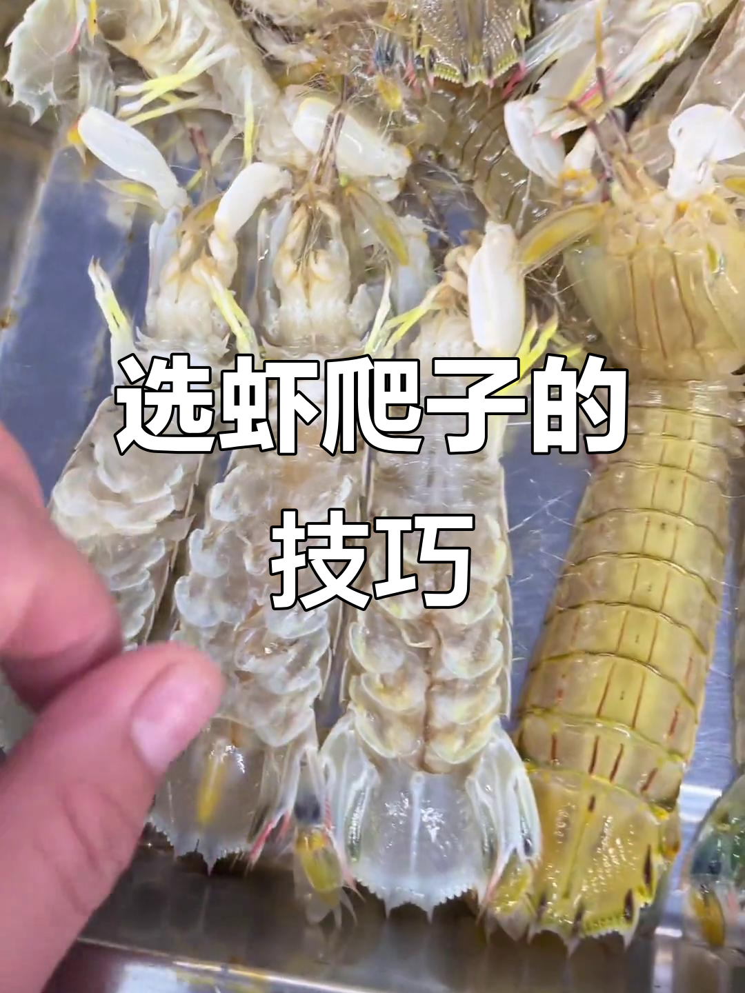 如何挑选虾爬子?母公分辨、黄尾巴辨别全攻略