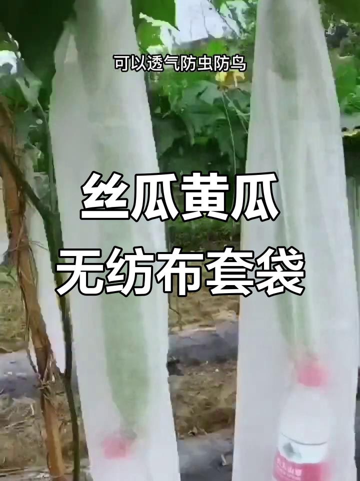 无纺布套袋防虫鸟，蔬菜种植小技巧