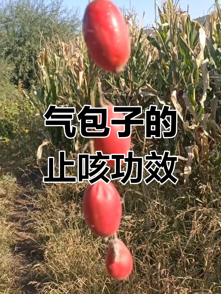 这种神奇食物竟然能止咳,吃了4个气包子后效果惊人