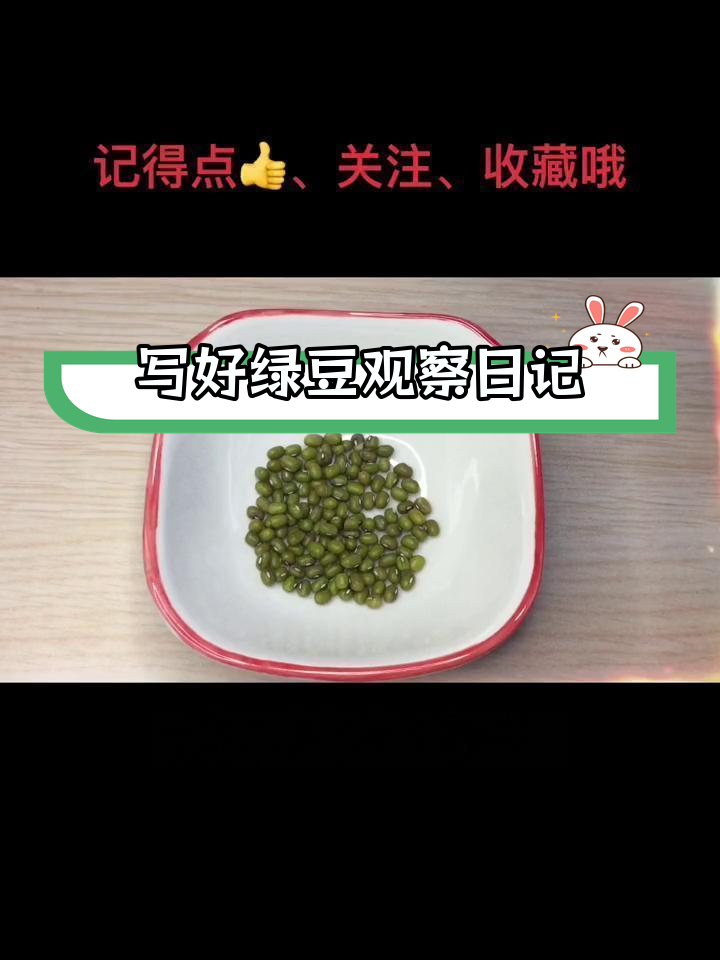 绿豆发芽观察日记,如何用五官描写变化