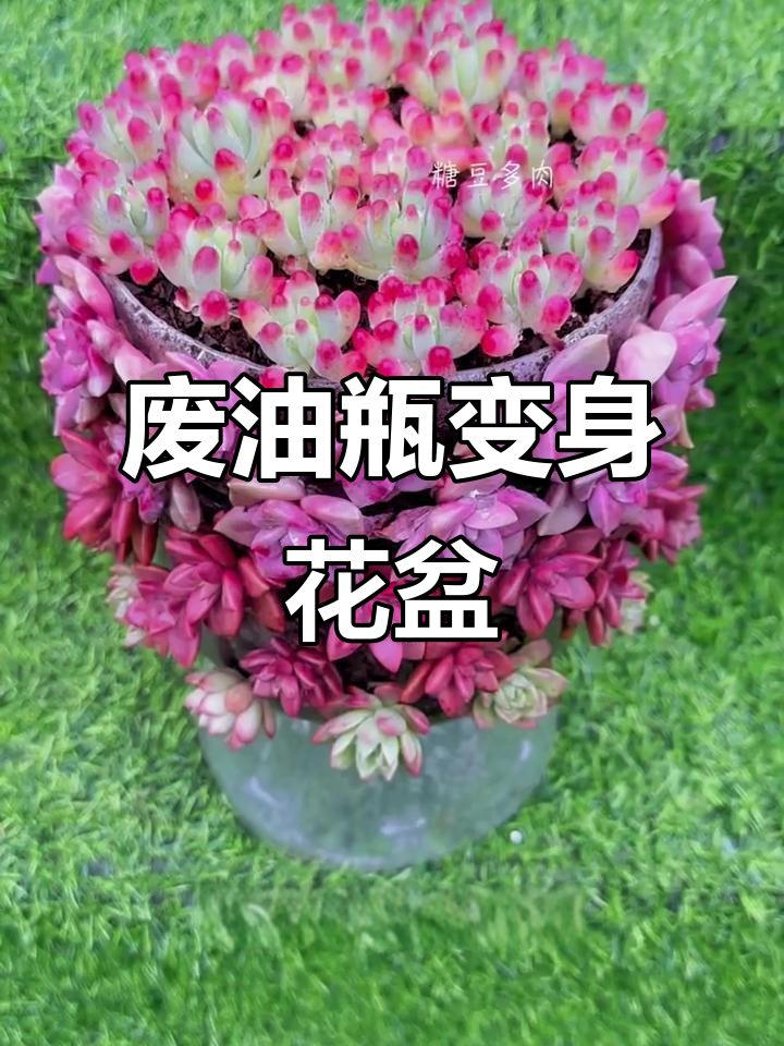 油壶瓶子变花盆,简单改造让废物重生