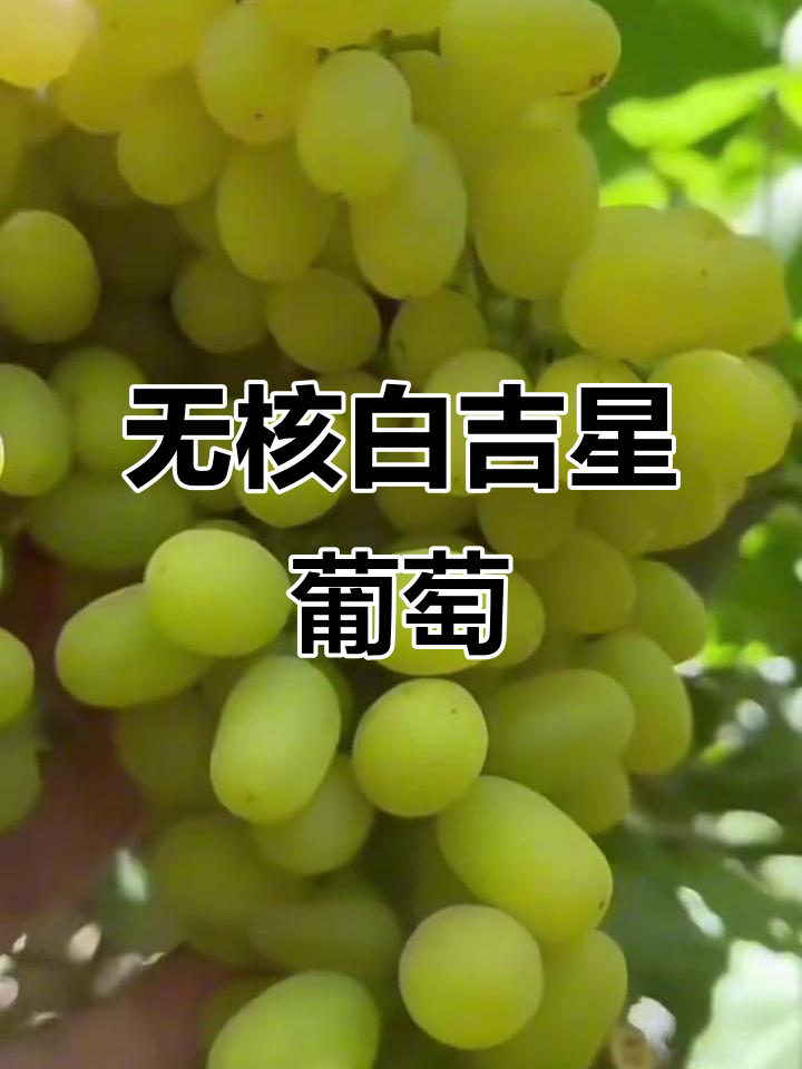 2026年最易种植无核白鸡心葡萄,早熟高产又适合晾晒