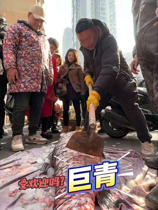 青鱼出水引众人围观，'鱼米之乡'盛景尽显