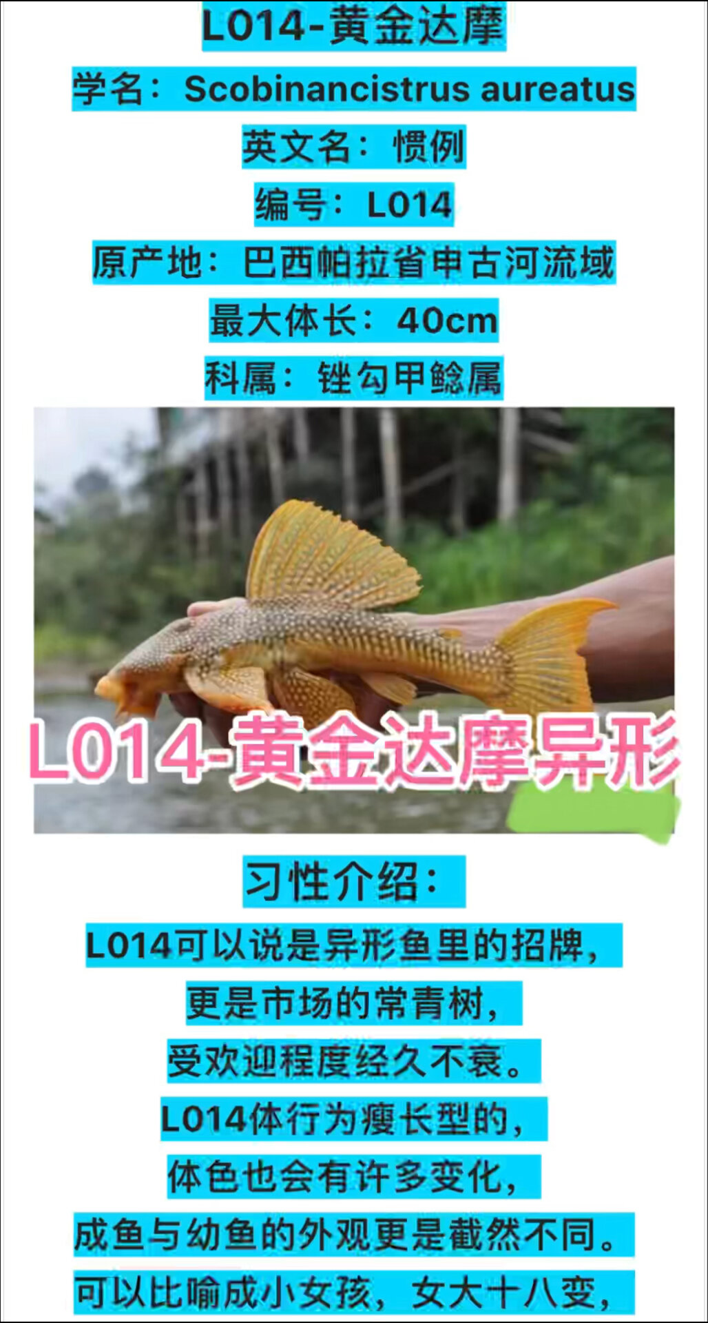 L014-黄金达摩异形