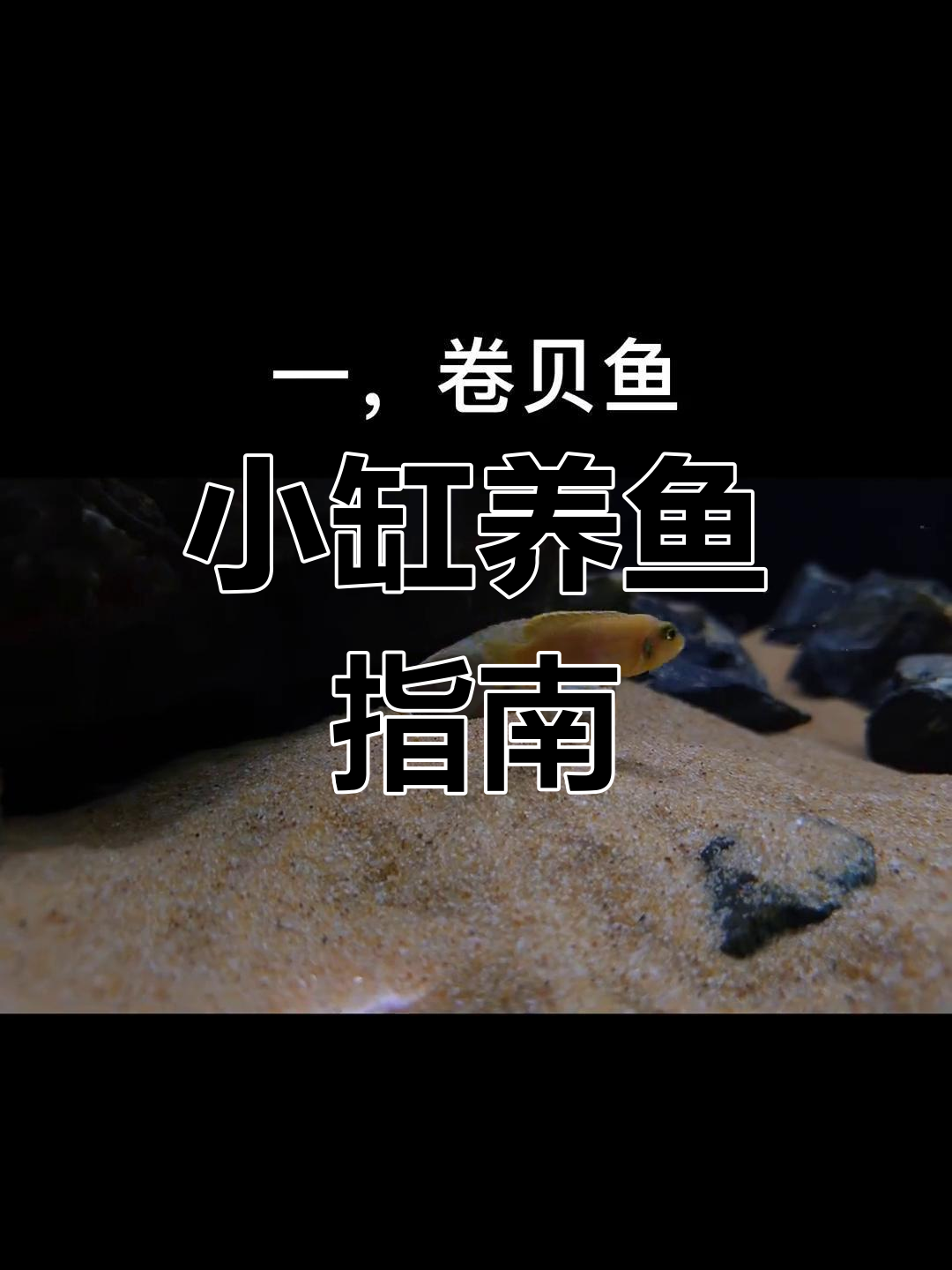 适合桌面小缸的观赏鱼推荐