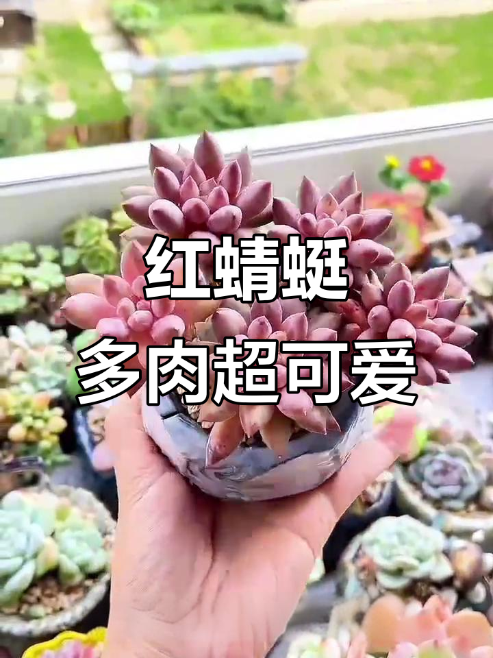 办公桌必备！红蜻蜓多肉植物，萌系治愈小精灵