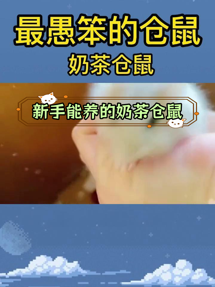 奶茶仓鼠适合新手养吗?