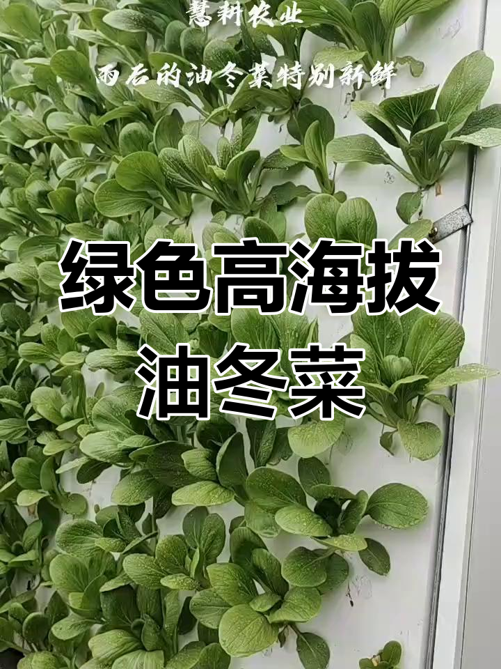 高海拔无污染油冬菜,绿色农业新风潮