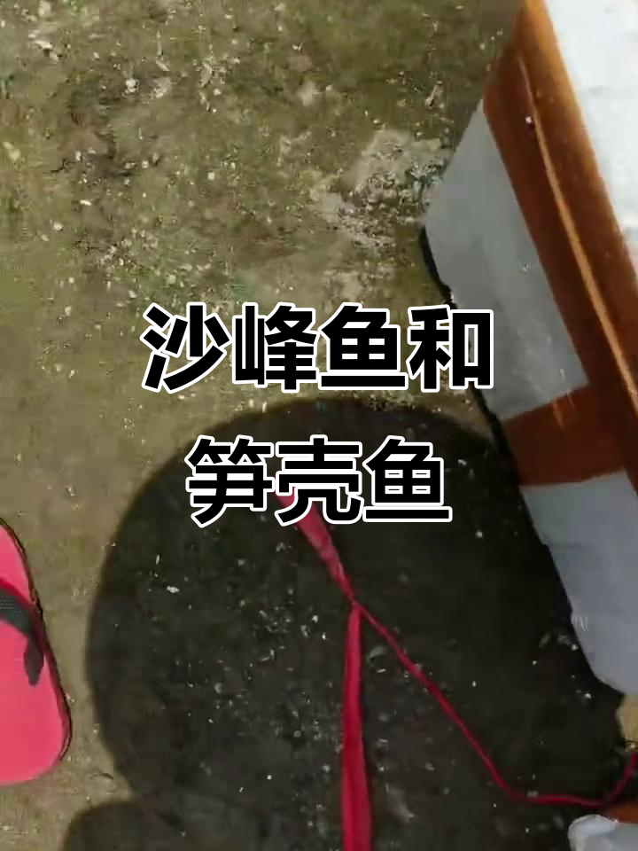 沙峰鱼与笋壳鱼的秘密,你了解吗?