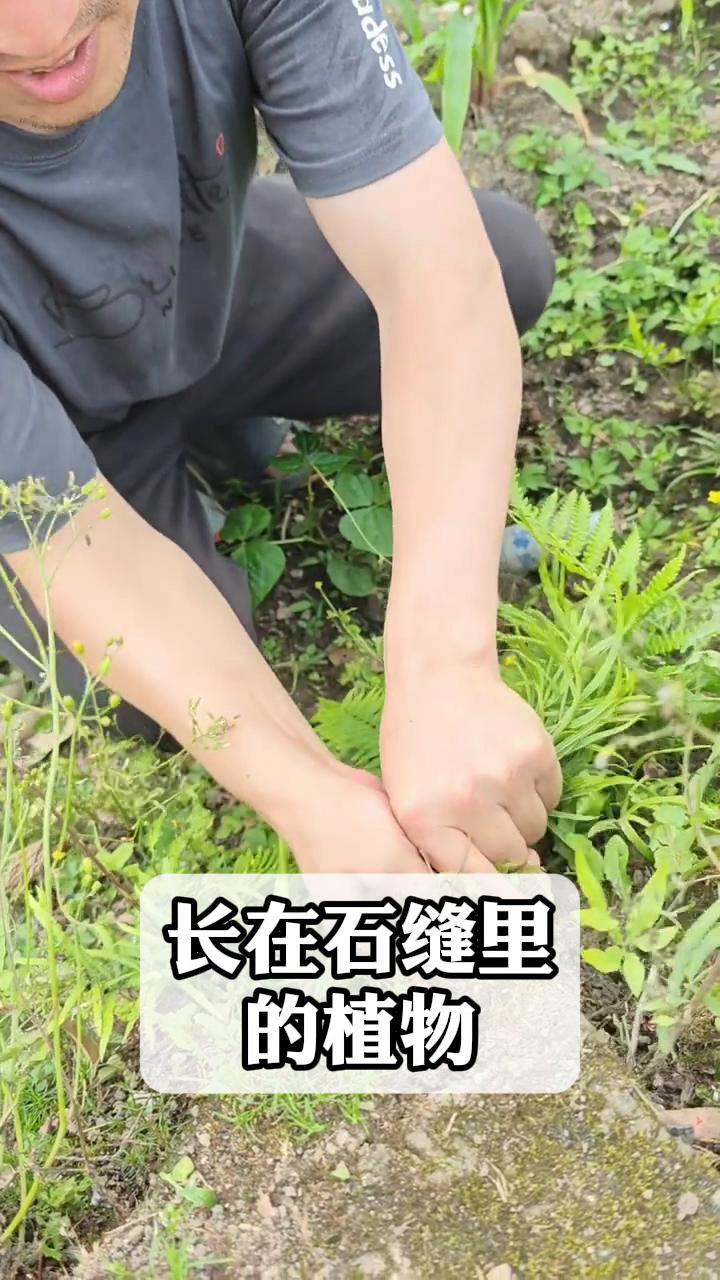 长在石缝里的植物